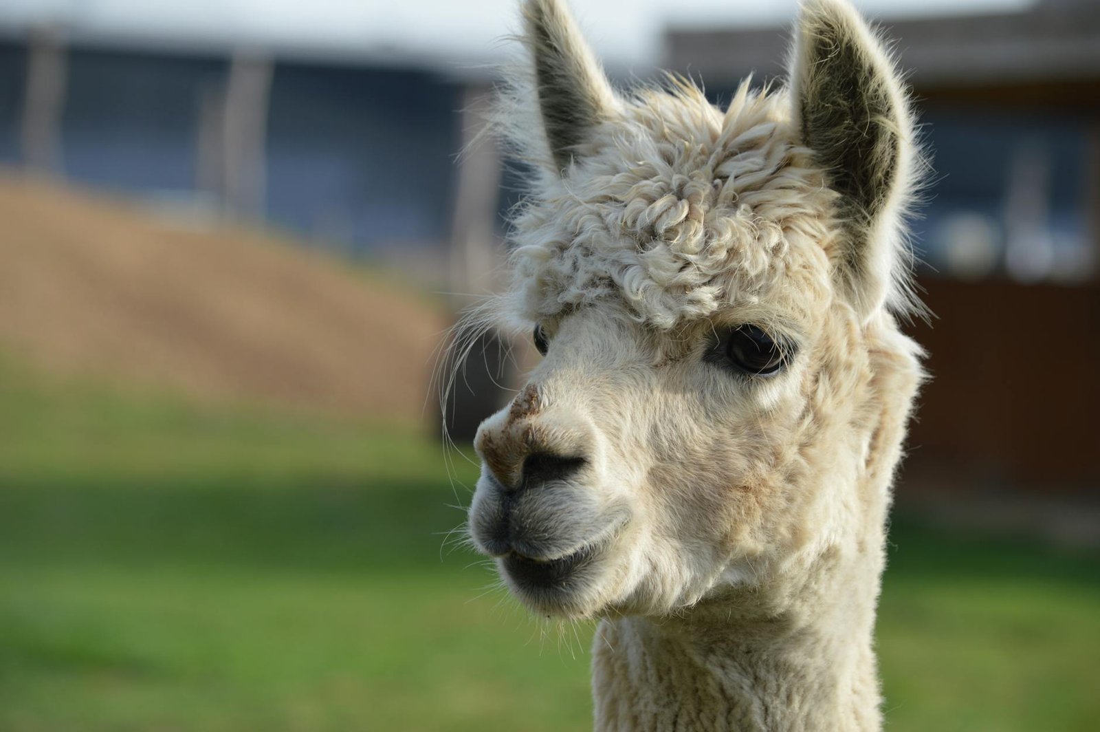 Ilustrasi pertanyaan orang tua tentang apakah anak yang sering sakit masih dalam batas normal.