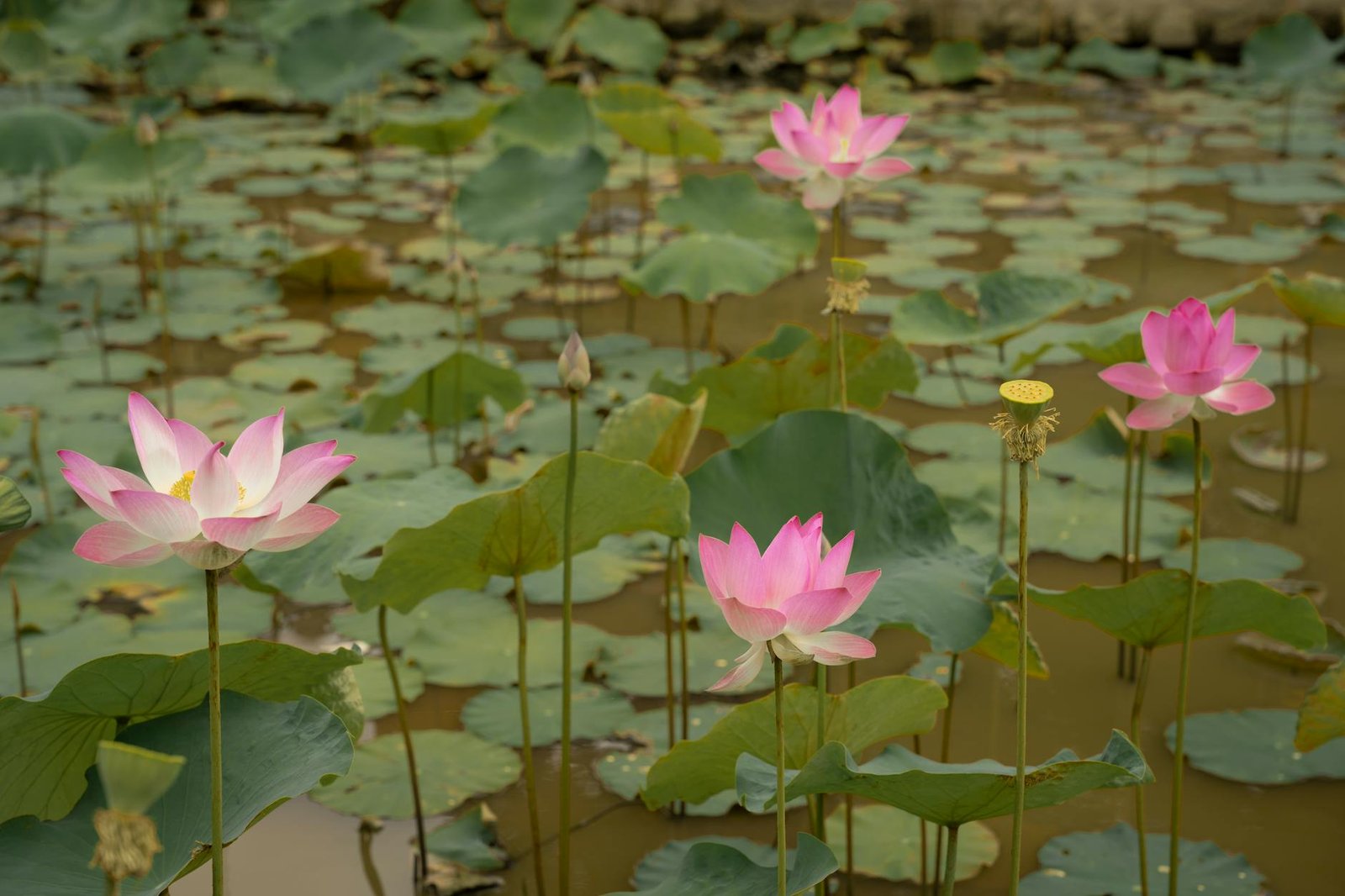 Bayi tampak puas, menambah berat, dan buang air kecil serta besar secara teratur menandakan cukup ASI